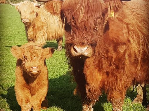 Les Vaches Highlands et les Longhorns