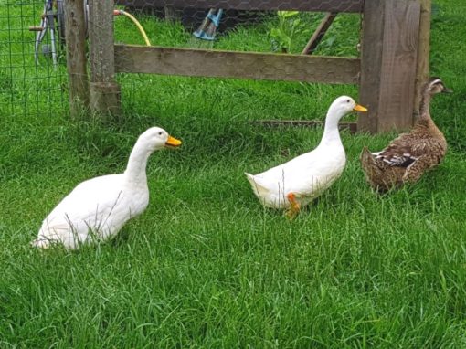 Les Canards
