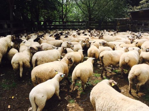 Les Moutons