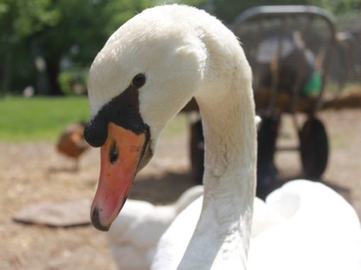 Les Cygnes
