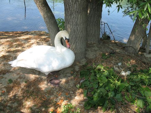 Les Cygnes