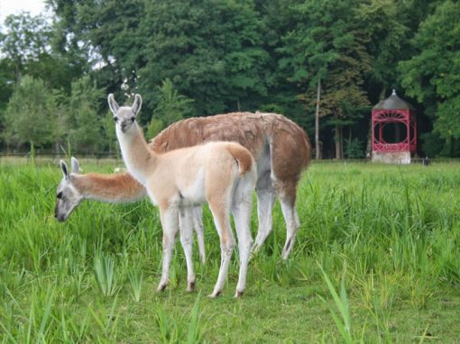 Les Lamas et les Alpagas