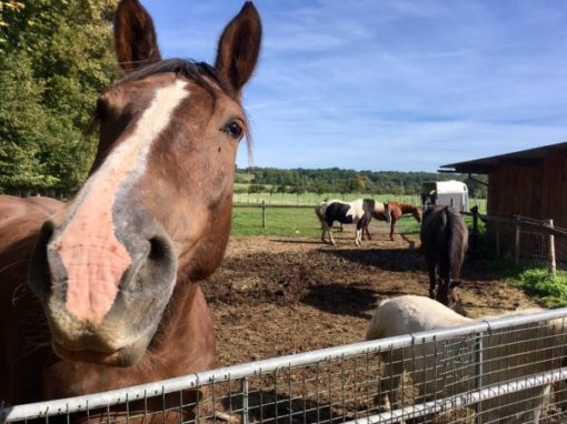 Les Chevaux et les Poneys