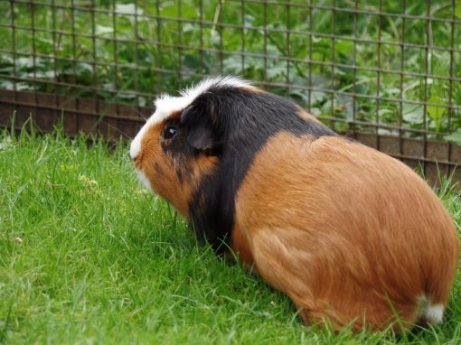 Les Cochons d’Inde