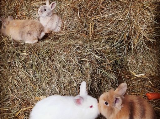 Les Lapins
