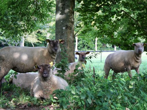 Les Moutons