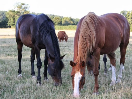 Les Chevaux et les Poneys