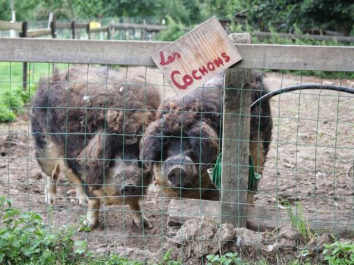 Les Cochons
