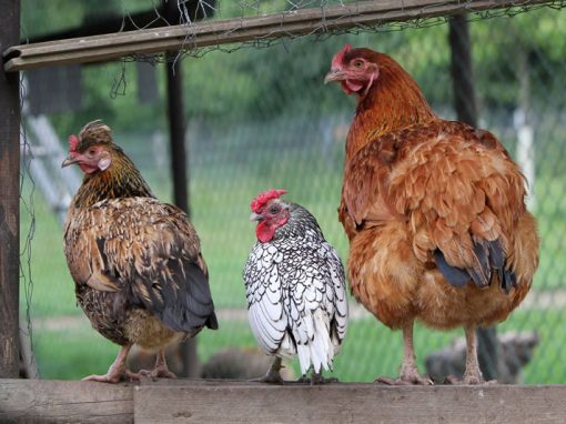 Les Poules