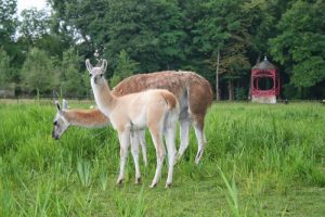 alpagas de notre ferme pédagogique de Ouezy en Normandie pour faire des visites et des activités pour enfants