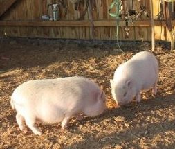 cochons roses de notre ferme pédagogique de Ouezy en Normandie pour faire des visites et des activités pour enfants