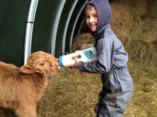 garçon qui donne le lait au veau de notre ferme pédagogique de Ouezy en Normandie pour faire des visites et des activités pour enfants