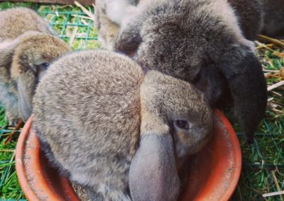 lapins qui s'amusent dans notre ferme pédagogique de Ouezy en Normandie pour faire des visites et des activités pour enfants