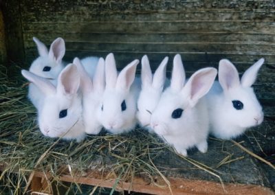 lapins blancs qui s'amusent dans notre ferme pédagogique de Ouezy en Normandie pour faire des visites et des activités pour enfants