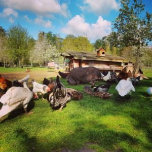 animaux de notre ferme pédagogique de Ouezy en Normandie pour faire des visites et des activités pour enfants