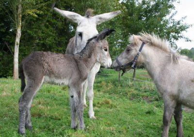 les ânes, les animaux de notre ferme pédagogique de Ouezy en Normandie pour faire des visites et des activités pour enfants