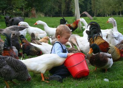 petit garçon qui nourrit les animaux de notre ferme pédagogique de Ouezy en Normandie pour faire des visites et des activités pour enfants