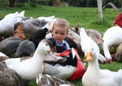 petit garçon qui nourrit les animaux de notre ferme pédagogique de Ouezy en Normandie pour faire des visites et des activités pour enfants