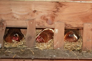 poules pondeuses de notre ferme pédagogique de Ouezy en Normandie pour faire des visites et des activités pour enfants