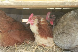 poules pondeuses de notre ferme pédagogique de Ouezy en Normandie pour faire des visites et des activités pour enfants