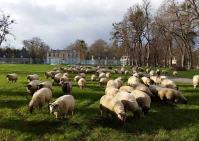 mouton de notre ferme pédagogique de Ouezy en Normandie pour faire des visites et des activités pour enfants