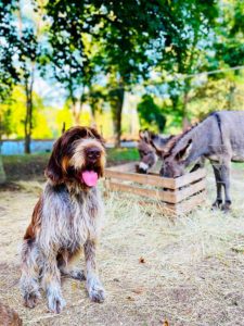 chien de notre ferme pédagogique de Ouezy en Normandie pour faire des visites et des activités pour enfants, visiter-ferme-pédagogique