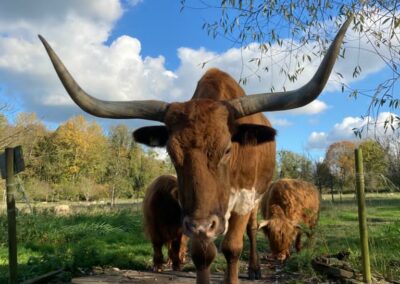 bœuf longhorn dans notre ferme pédagogique de Ouezy en Normandie pour faire des visites et des activités pour enfants