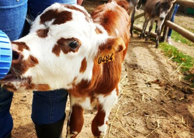 vache qui se nourrit de lait dans notre ferme pédagogique de Ouezy en Normandie pour faire des visites et des activités pour enfants