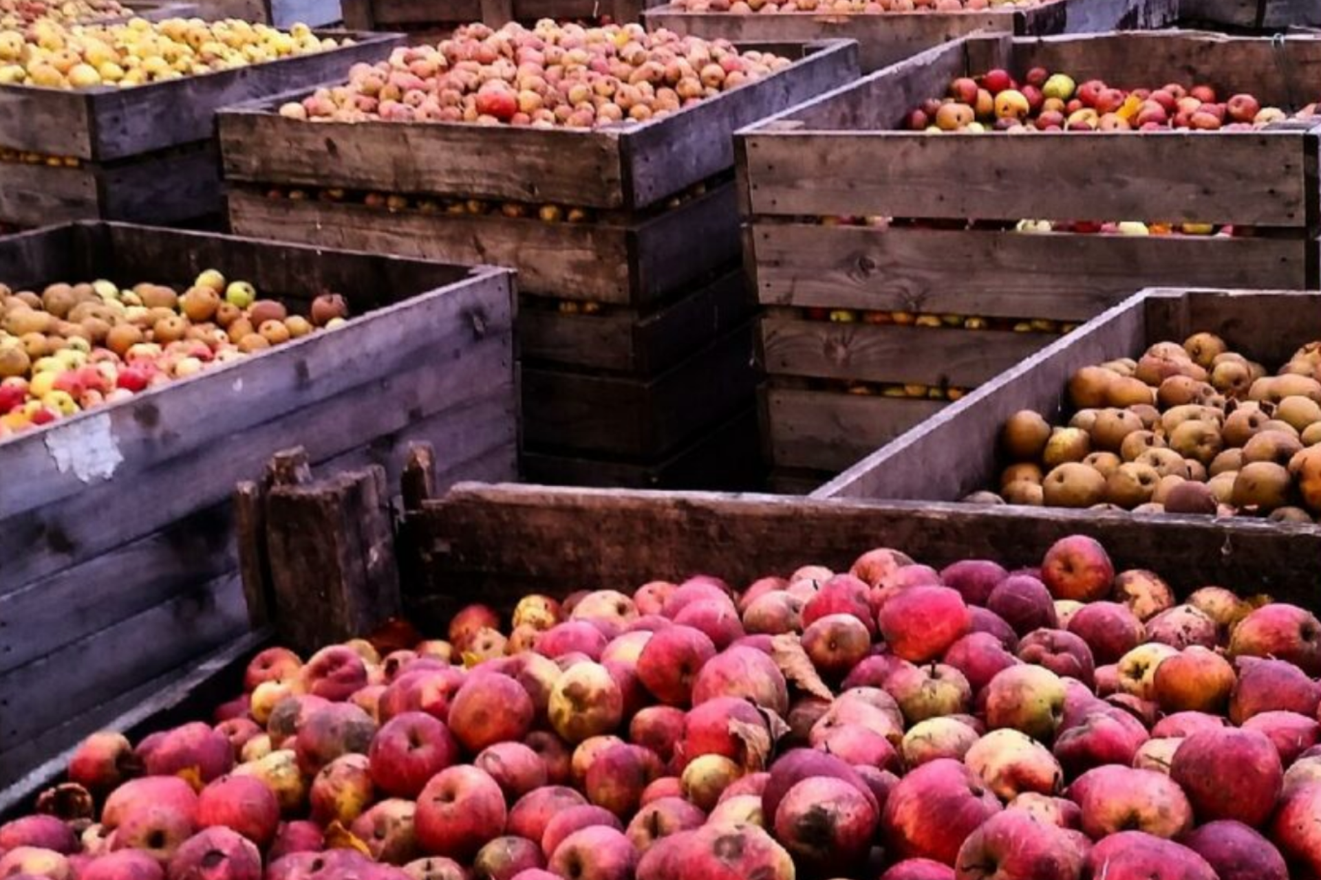 pommes de notre verger, dans notre ferme pédagogique de Ouezy en Normandie pour faire des visites et des activités pour enfants