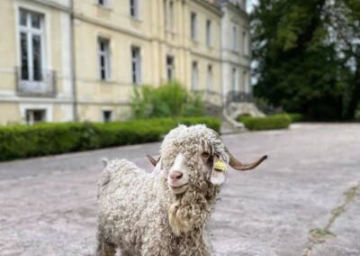 petit mouton devant le Château de Canon dans notre ferme pédagogique de Ouezy en Normandie pour faire des visites et des activités pour enfants
