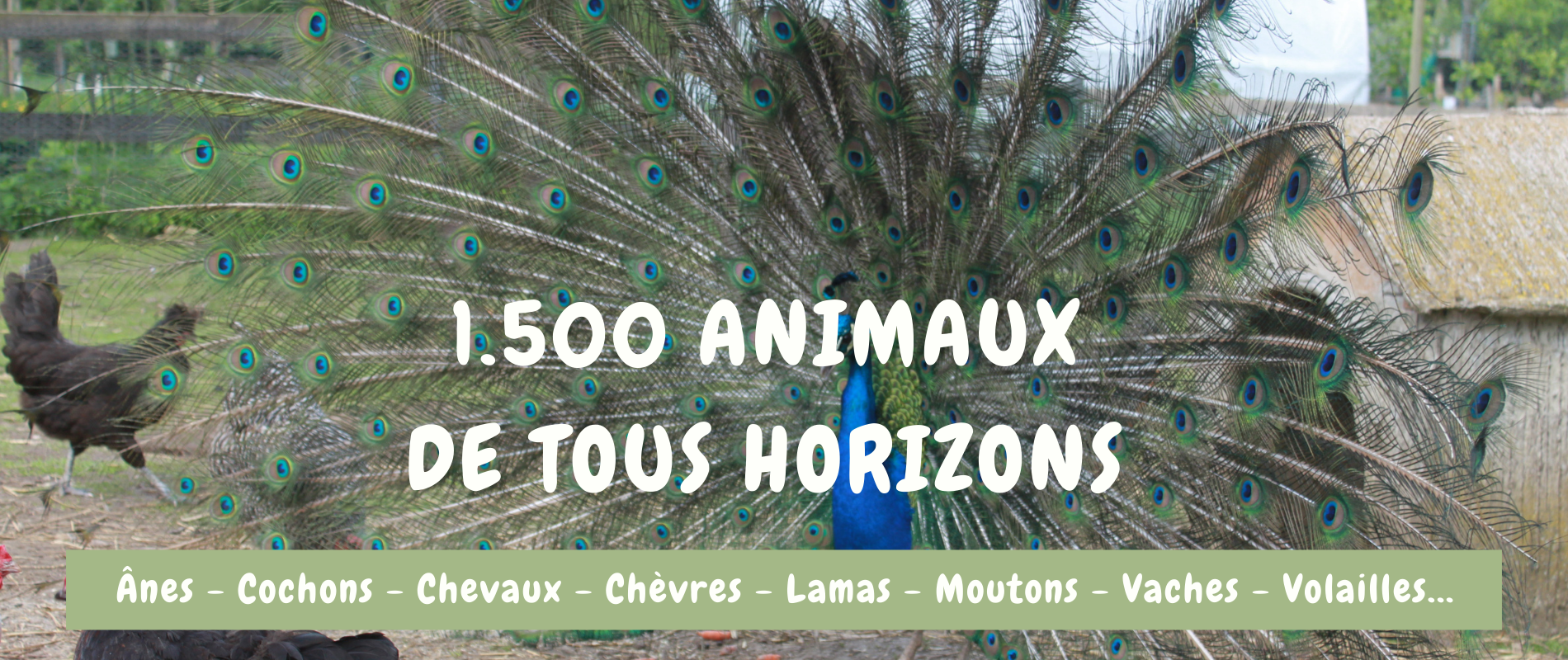 animaux ferme pédagogique Domaine de Ouezy CALVADOS