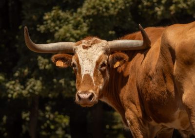 Longhorn