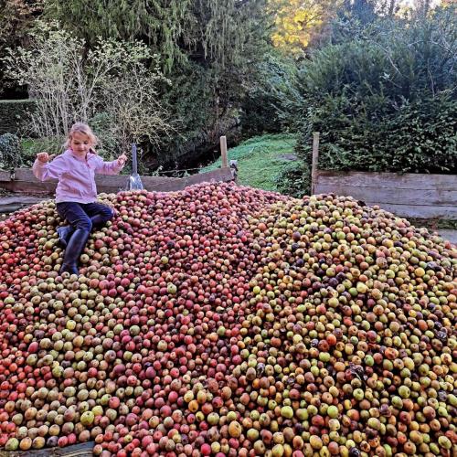 Activités autour de la pomme