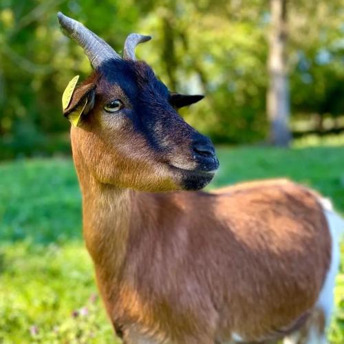 Animaux de ferme de Ouézy