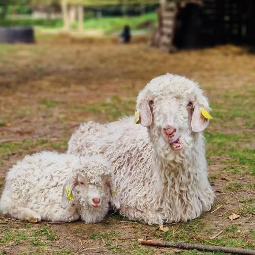 Moutons domaine de Ouézy