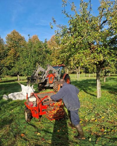 recolte-des-pommes-en-Normandie